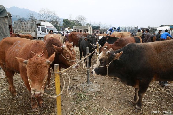 股票免费配资 创盈牛育肥方案，育肥牛各阶段的饲料配方，肉牛吃什么饲料长膘快